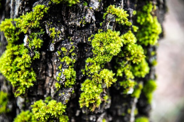 Photo close-up of moss growing on tree trunk