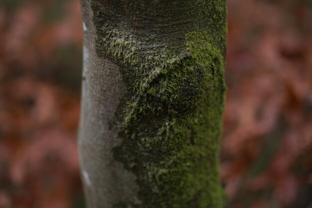 Close-up of moss growing on tree trunk