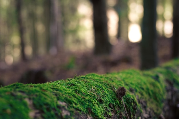 close-up of moss growing on tree trunk