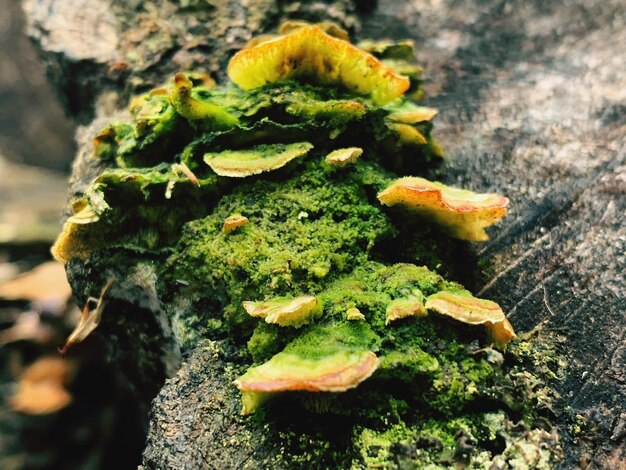 Close-up of moss growing on tree trunk