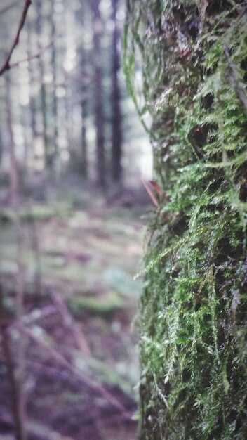 Photo close-up of moss growing on tree trunk