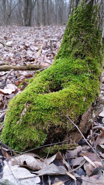 Foto prossimo piano del muschio che cresce sul tronco dell'albero