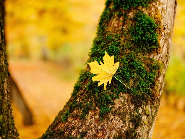 Close-up of moss growing on tree trunk