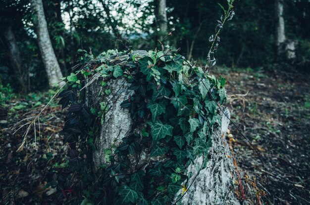 Foto prossimo piano del muschio che cresce sul tronco dell'albero