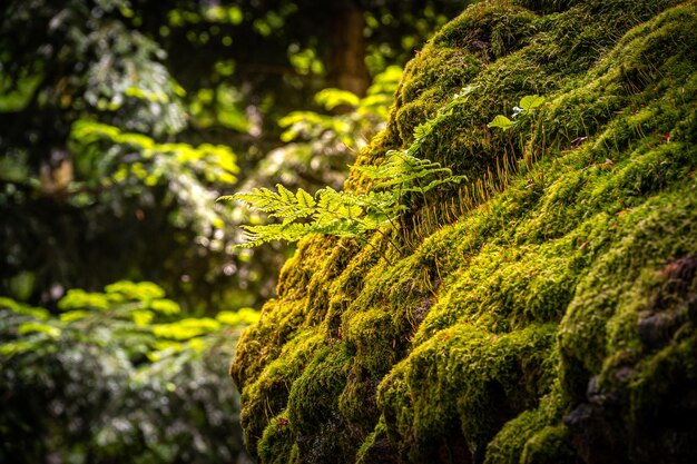 Foto prossimo piano del muschio che cresce sul tronco dell'albero