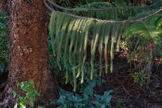 Photo close-up of moss growing on tree trunk