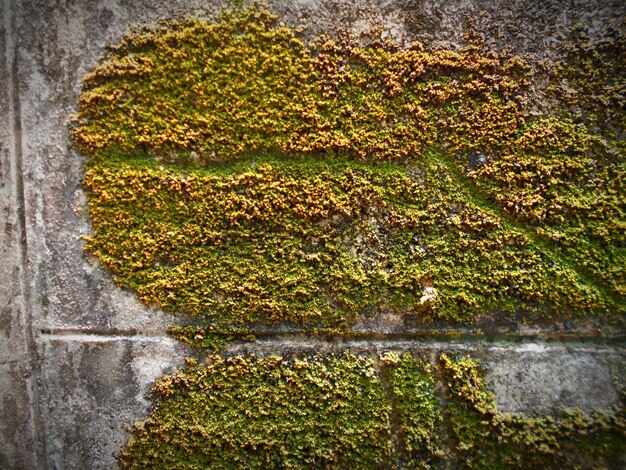 Photo close-up of moss growing on wall