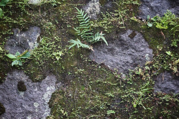 A close up of moss on a rock wall