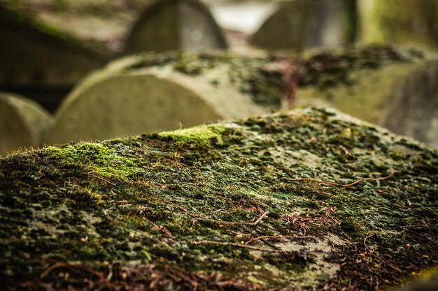 Close-up of moss on rock