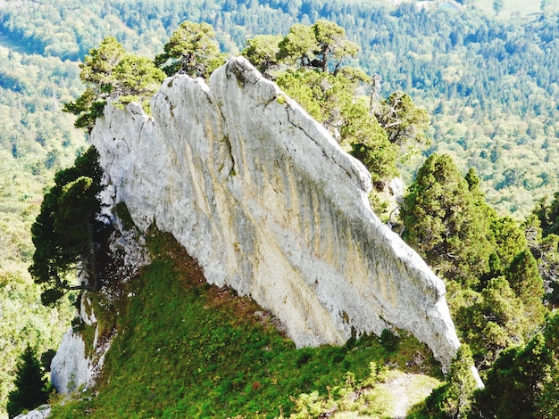 Foto prossimo piano del muschio sulla roccia