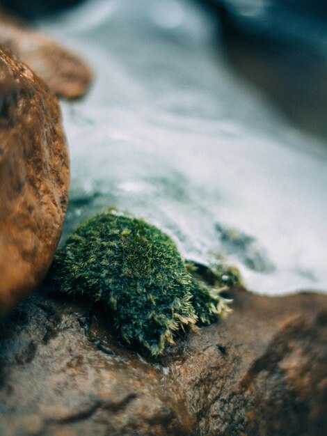 Photo close up of moss on rock