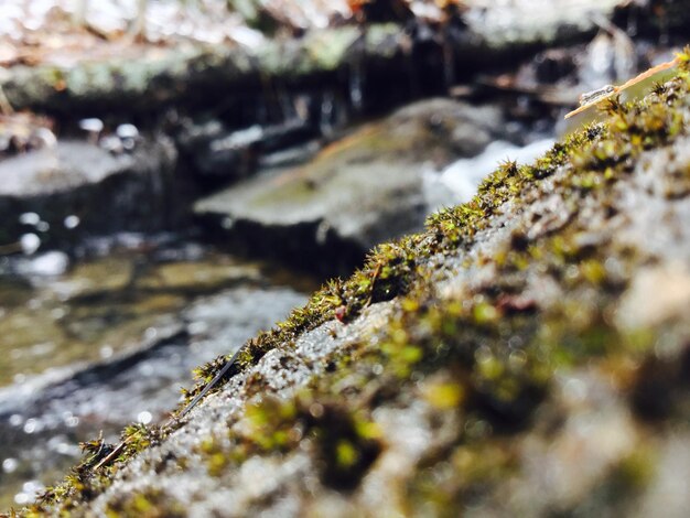 Photo close-up of moss on rock