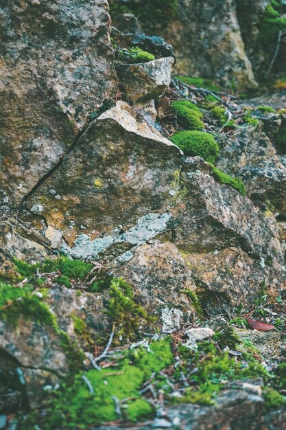 Foto prossimo piano del muschio sulla roccia