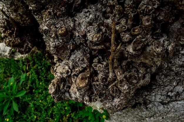 Foto prossimo piano del muschio sulla roccia