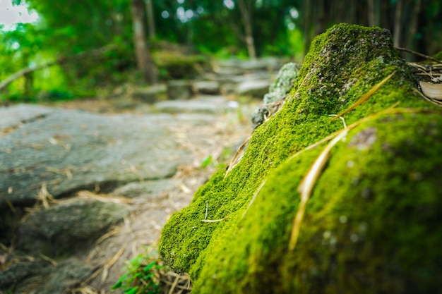 Photo close-up of moss on rock