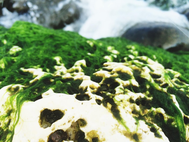 Photo close-up of moss on rock