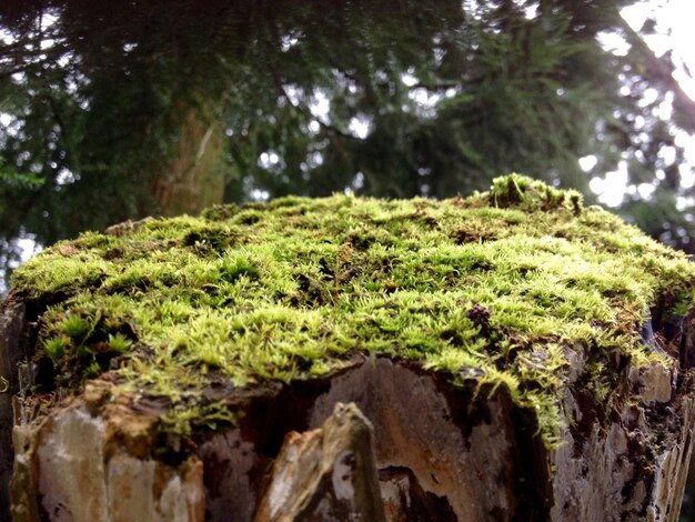 Close-up of moss on tree stump