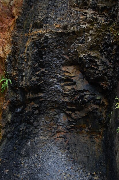 Close-up of moss on tree trunk