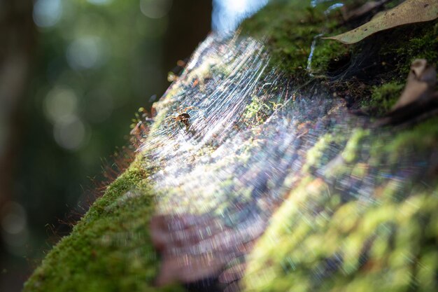 Close-up of moss on tree trunk