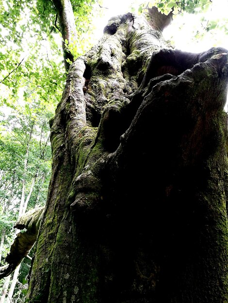 Close-up of moss on tree trunk