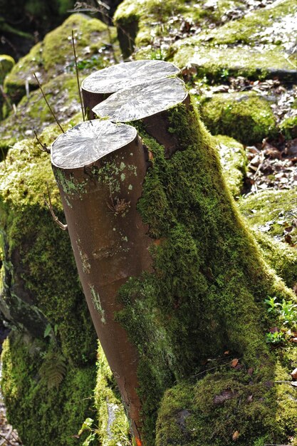 Close-up of moss on tree trunk