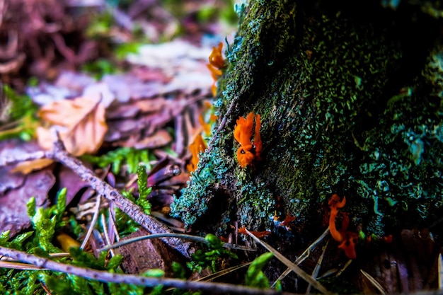 Foto prossimo piano del muschio sul tronco dell'albero