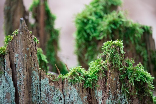 Close-up of moss on tree trunk