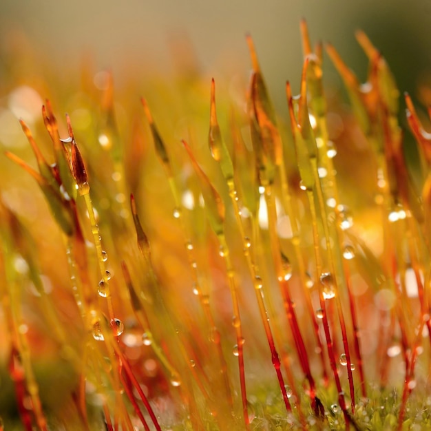 Photo a close up of moss with water droplets on it