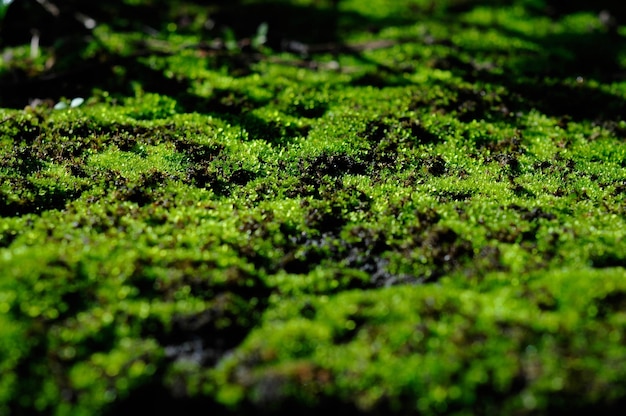 A close up of moss with the word moss on it