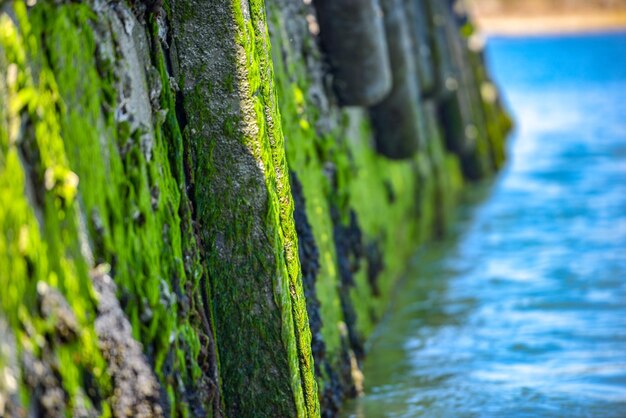 Close-up of moss on wood