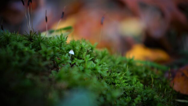 Close-up of moss