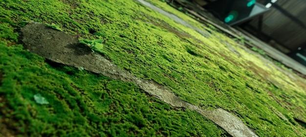 Photo close-up of moss