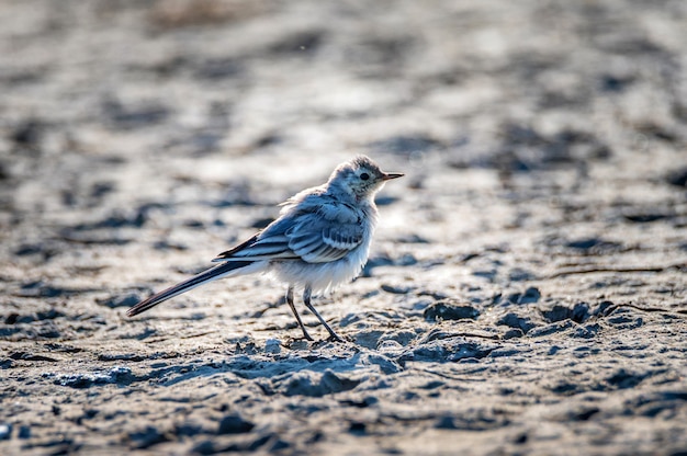 Крупный план птицы Motacilla alba на земле