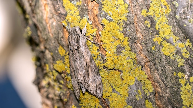 Close up of moth disguises itself on a tree in a moss, Sochi