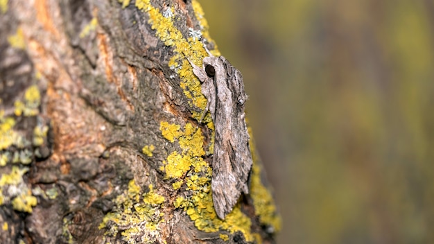 Close up moth si traveste su un albero in un muschio, sochi
