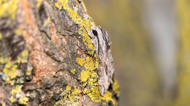 Close up of moth disguises itself on a tree in a moss, Sochi