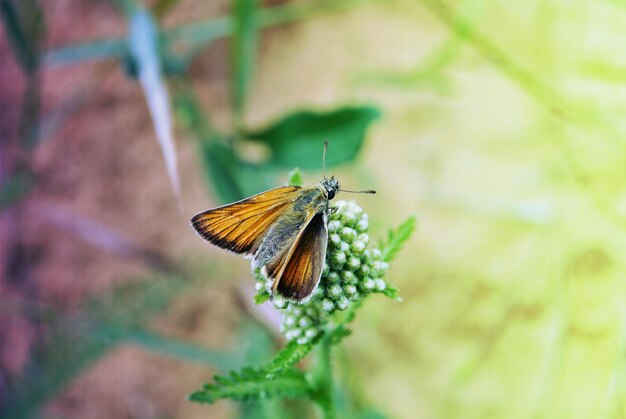 Photo close-up of moth on flower buds