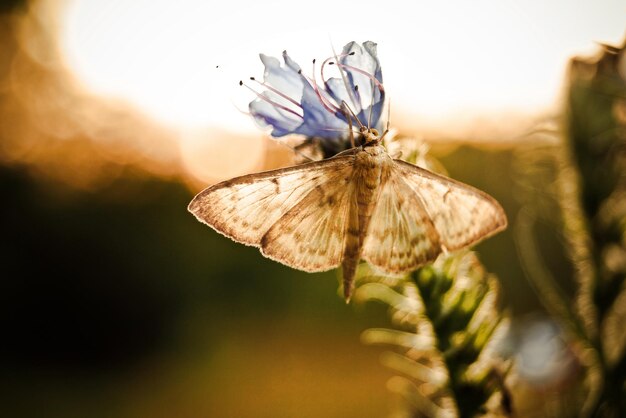 Photo close-up of moth on flower