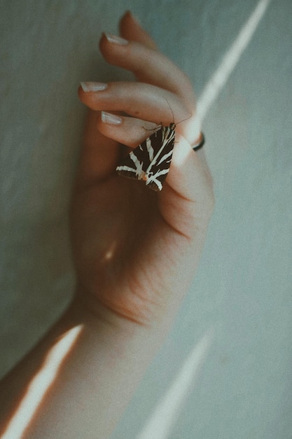 Photo close-up of moth on hand against wall