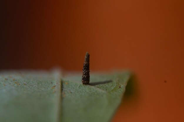 Photo close-up of moth on leaf