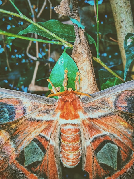 Foto prossimo piano della falena sulla pianta