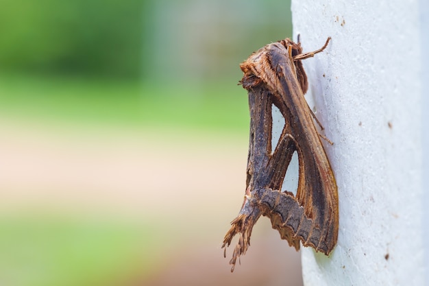 Close up of moth