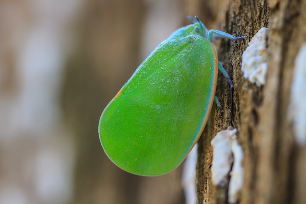 Close up of moth