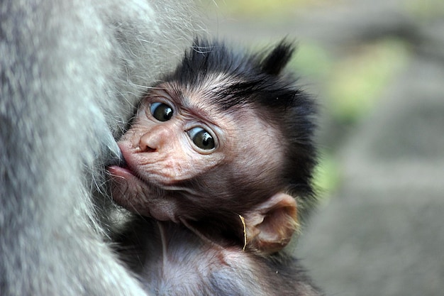 Photo close-up of mother feeding young monkey