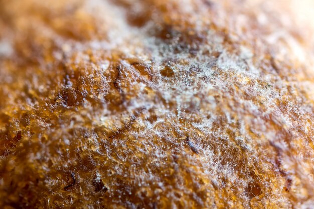 Photo close up of mould on cake