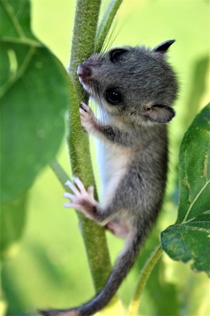 close-up of mouse on branch