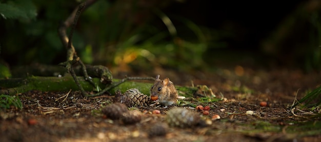 Foto close-up del topo sul campo