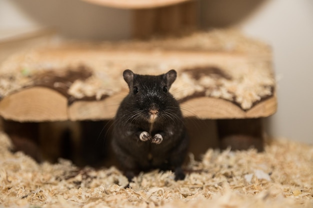 close-up of mouse on sawdust