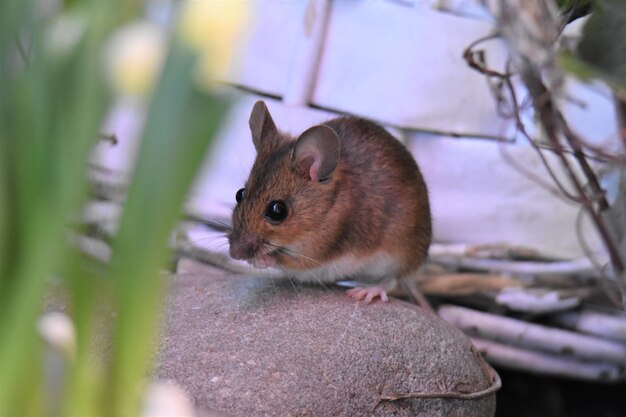 Close-up of mouse on stone