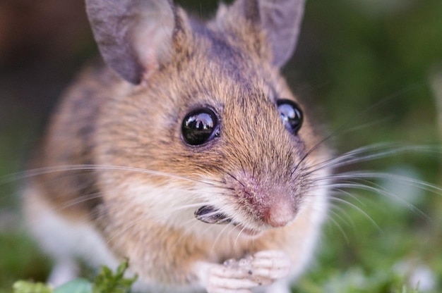 Photo close-up of mouse